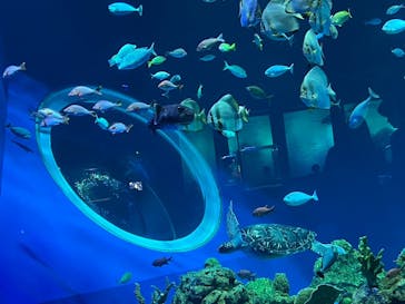 DMMかりゆし水族館に投稿された画像（2024/2/12）