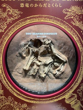 福井県立恐竜博物館に投稿された画像（2024/2/12）