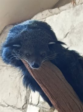 那須どうぶつ王国に投稿された画像（2024/2/12）