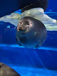 サンシャイン水族館に投稿された画像（2024/2/12）
