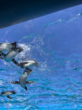 サンシャイン水族館に投稿された画像（2024/2/12）