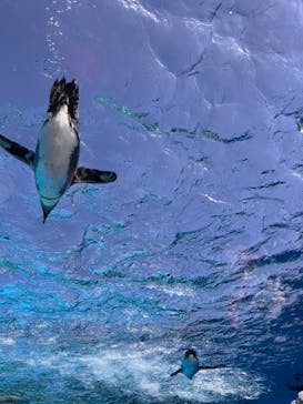 サンシャイン水族館に投稿された画像（2024/2/12）