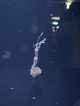 サンシャイン水族館に投稿された画像（2024/2/12）