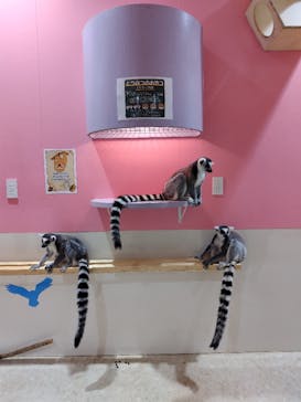 アニタッチアクアシティお台場に投稿された画像（2024/2/12）