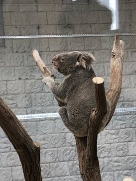 淡路ファームパーク イングランドの丘に投稿された画像（2024/2/12）