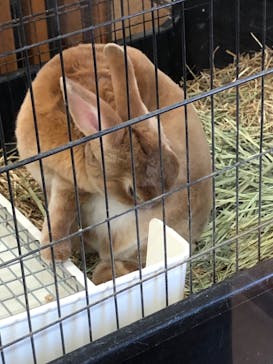 淡路ファームパーク イングランドの丘に投稿された画像（2024/2/12）