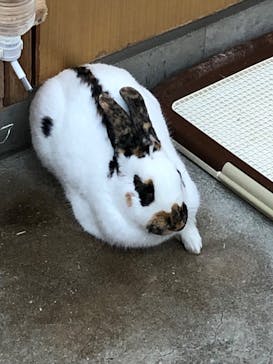 淡路ファームパーク イングランドの丘に投稿された画像（2024/2/12）