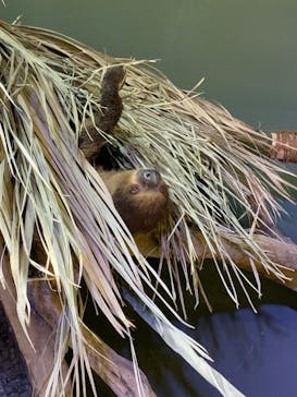 カワスイ 川崎⽔族館に投稿された画像（2024/2/12）