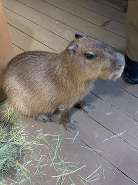 カワスイ 川崎⽔族館に投稿された画像（2024/2/12）