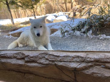 那須どうぶつ王国に投稿された画像（2024/2/12）