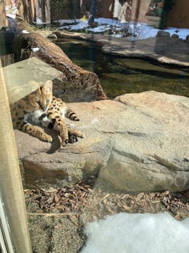 那須どうぶつ王国に投稿された画像（2024/2/12）