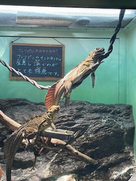 サンシャイン水族館に投稿された画像（2024/2/12）