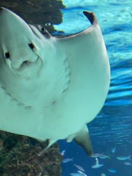 サンシャイン水族館に投稿された画像（2024/2/12）