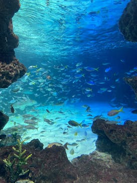 サンシャイン水族館に投稿された画像（2024/2/12）