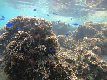 武藤潜水に投稿された画像（2024/2/12）