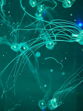 アクアワールド茨城県大洗水族館に投稿された画像（2024/2/12）