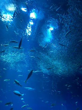 アクアワールド茨城県大洗水族館に投稿された画像（2024/2/12）