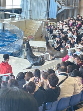 アクアワールド茨城県大洗水族館に投稿された画像（2024/2/12）