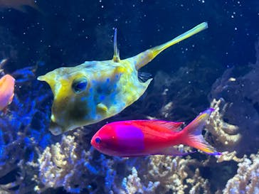 名古屋港水族館に投稿された画像（2024/2/12）