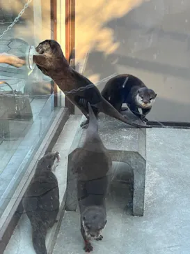 横浜・八景島シーパラダイスに投稿された画像（2024/2/12）