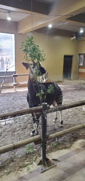よこはま動物園ズーラシアに投稿された画像（2024/2/12）