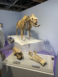 特別展「化石ハンター展 ～ゴビ砂漠の恐竜とヒマラヤの超大型獣～」＠名古屋に投稿された画像（2024/2/12）