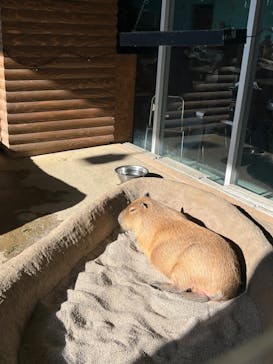 新江ノ島水族館に投稿された画像（2024/2/12）