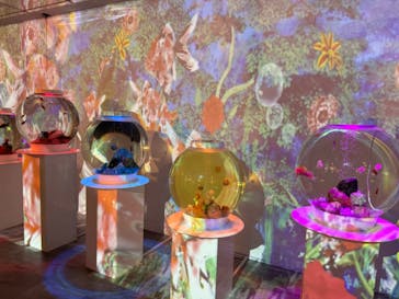 NARA KINGYO MUSEUMに投稿された画像（2024/2/12）