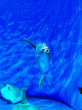 アクアワールド茨城県大洗水族館に投稿された画像（2024/2/12）