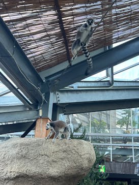 神戸どうぶつ王国に投稿された画像（2024/2/12）