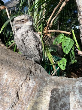 神戸どうぶつ王国に投稿された画像（2024/2/12）