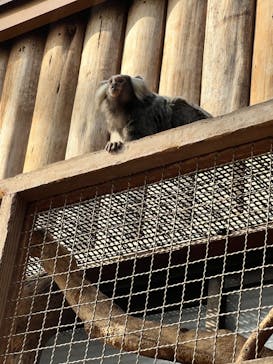 神戸どうぶつ王国に投稿された画像（2024/2/12）