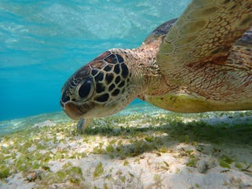 nico 宮古島に投稿された画像（2024/2/12）