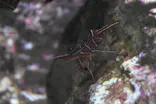 サンシャイン水族館に投稿された画像（2024/2/12）