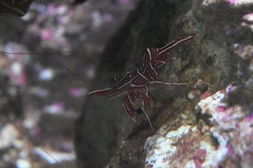 サンシャイン水族館に投稿された画像（2024/2/12）