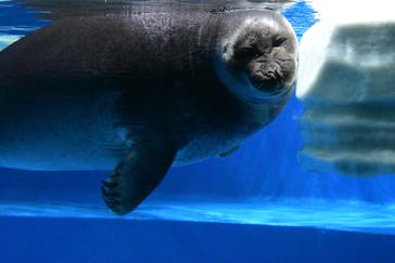 サンシャイン水族館に投稿された画像（2024/2/12）