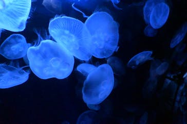 サンシャイン水族館に投稿された画像（2024/2/12）