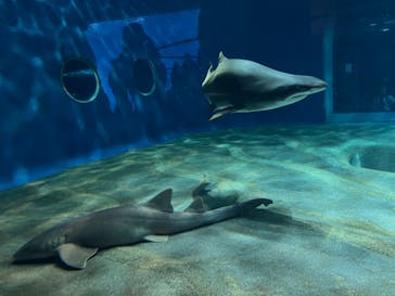 アクアワールド茨城県大洗水族館に投稿された画像（2024/2/12）