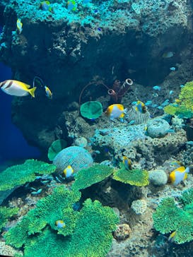 アクアワールド茨城県大洗水族館に投稿された画像（2024/2/12）