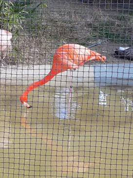 天王寺動物園に投稿された画像（2024/2/12）