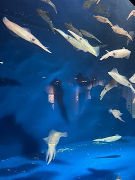 マリンワールド海の中道に投稿された画像（2024/2/12）