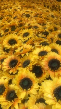 ゴッホ・アライブに投稿された画像（2024/2/12）