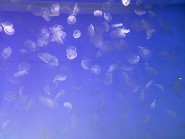 アクアワールド茨城県大洗水族館に投稿された画像（2024/2/12）