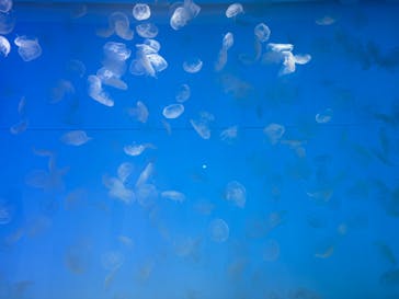 アクアワールド茨城県大洗水族館に投稿された画像（2024/2/12）