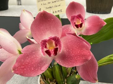 世界らん展2026-花と緑の祭典-に投稿された画像（2024/2/12）