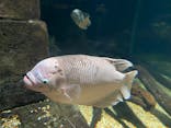 世界淡水魚園水族館　アクア・トトぎふに投稿された画像（2024/2/12）
