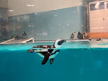 マリンワールド海の中道に投稿された画像（2024/2/12）