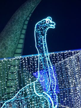 鹿児島イルミナージュに投稿された画像（2024/2/12）