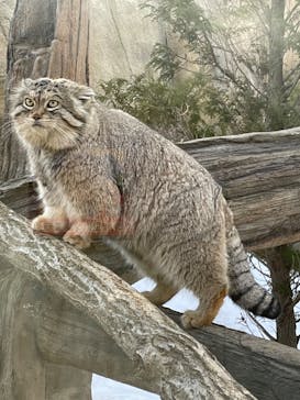 那須どうぶつ王国に投稿された画像（2024/2/12）
