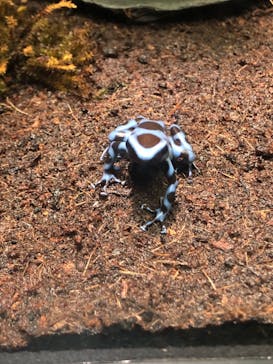 サンシャイン水族館に投稿された画像（2024/2/12）